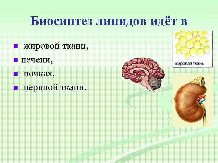 Биосинтез липидов идёт в n n жировой ткани, печени, почках, нервной ткани. 