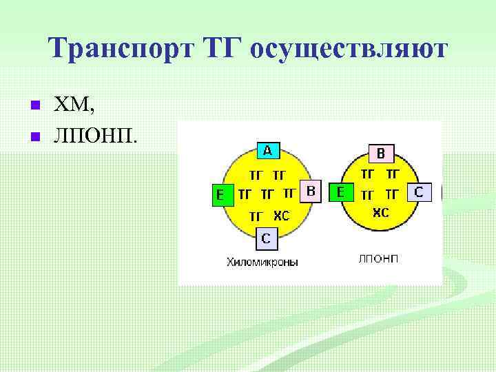 Транспорт ТГ осуществляют n n ХМ, ЛПОНП. 