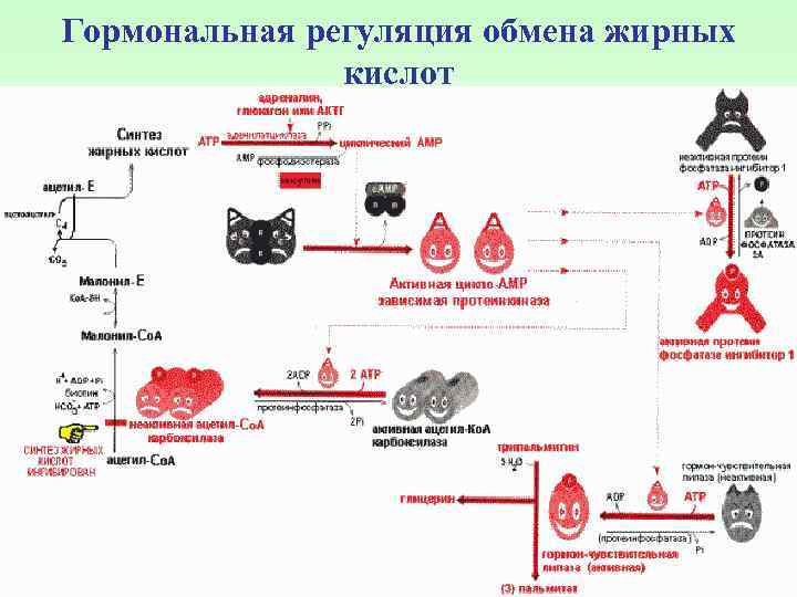 Гормональная регуляция обмена жирных кислот 