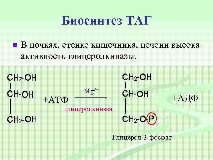 Биосинтез ТАГ n В почках, стенке кишечника, печени высока активность глицеролкиназы. +АТФ Mg 2+