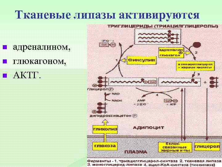 Тканевые липазы активируются n n n адреналином, глюкагоном, АКТГ. 