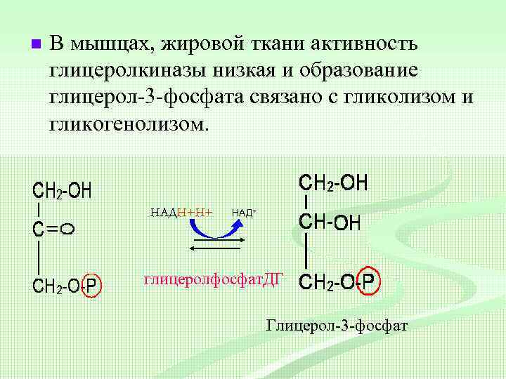 n В мышцах, жировой ткани активность глицеролкиназы низкая и образование глицерол-3 -фосфата связано с