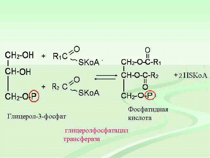 2 Глицерол-3 -фосфат Фосфатидная кислота глицеролфосфатацил трансфераза 