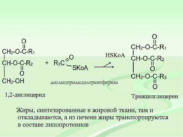 Схема образования триацилглицерина