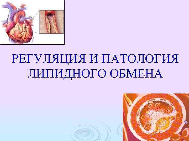 РЕГУЛЯЦИЯ И ПАТОЛОГИЯ ЛИПИДНОГО ОБМЕНА 
