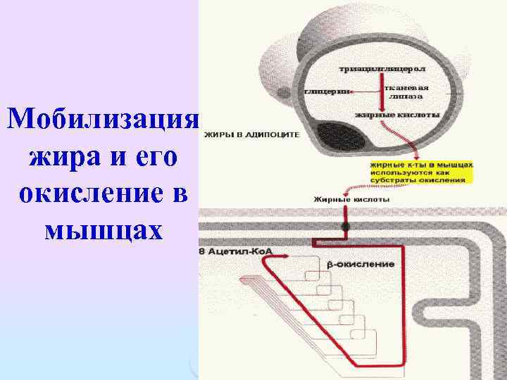 Мобилизация жира и его окисление в мышцах 