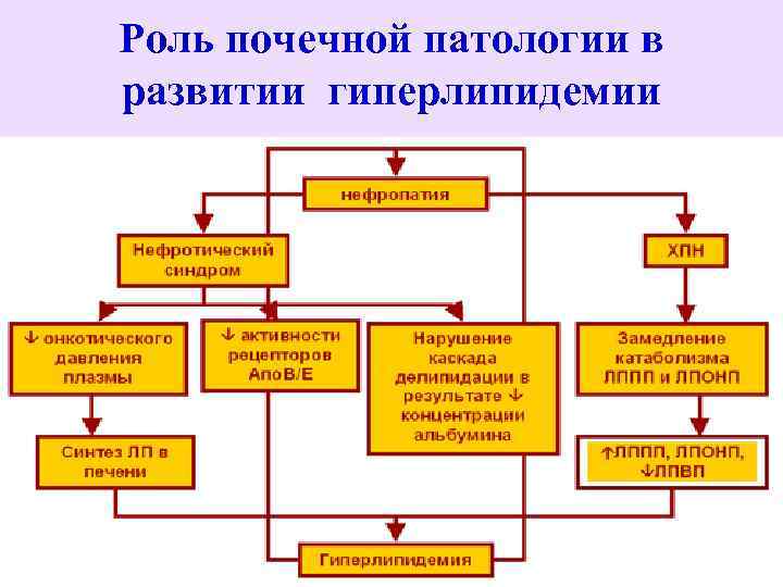 Роль почечной патологии в развитии гиперлипидемии 