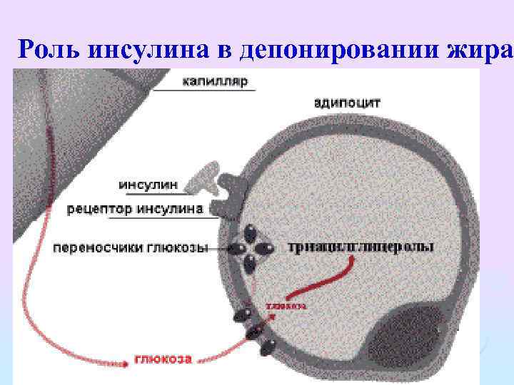 Роль инсулина в депонировании жира 