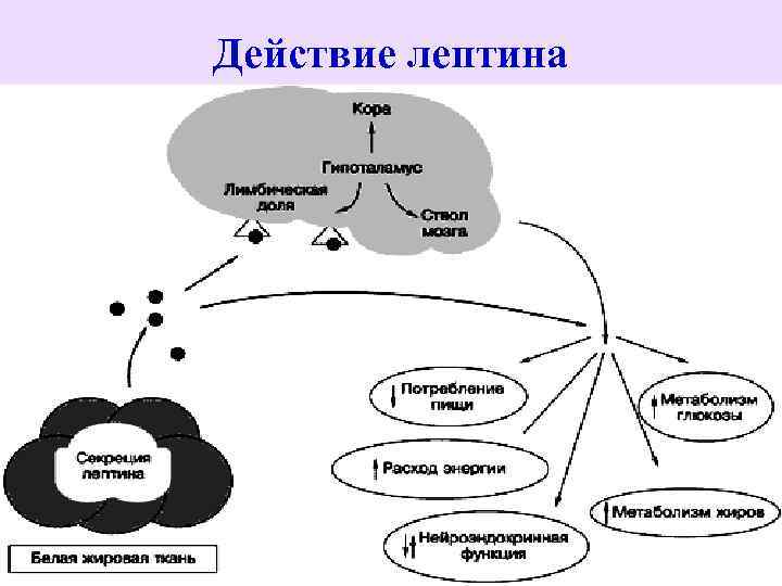 Действие лептина 