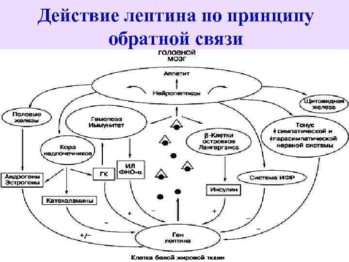 Действие лептина по принципу обратной связи 