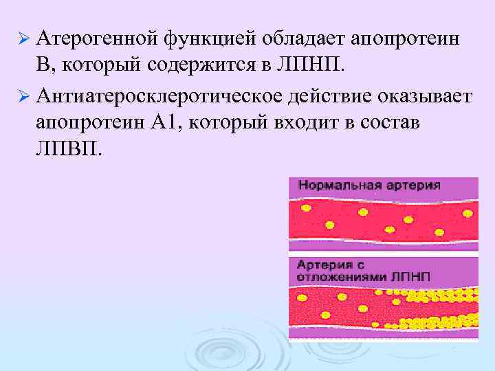 Ø Атерогенной функцией обладает апопротеин В, который содержится в ЛПНП. Ø Антиатеросклеротическое действие оказывает