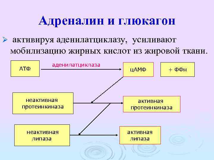 Адреналин и глюкагон Ø активируя аденилатциклазу, усиливают мобилизацию жирных кислот из жировой ткани. АТФ