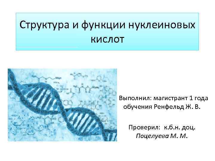 Структура и функции нуклеиновых    кислот    Выполнил: магистрант 1
