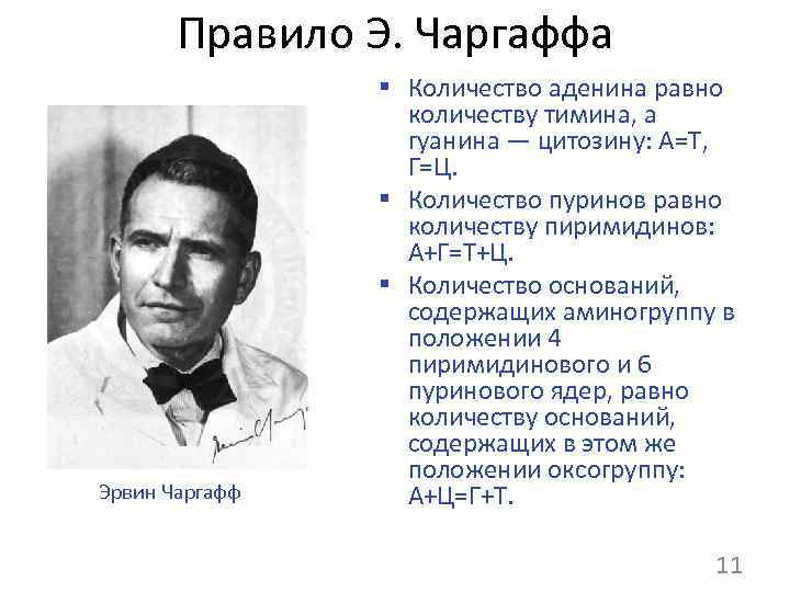   Правило Э. Чаргаффа   § Количество аденина равно   