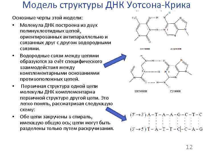   Модель структуры ДНК Уотсона-Крика Основные черты этой модели:  • Молекула ДНК