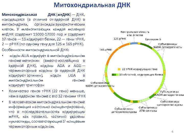       Митохондриальная ДНК Митохондриальная   ДНК (мт. ДНК)