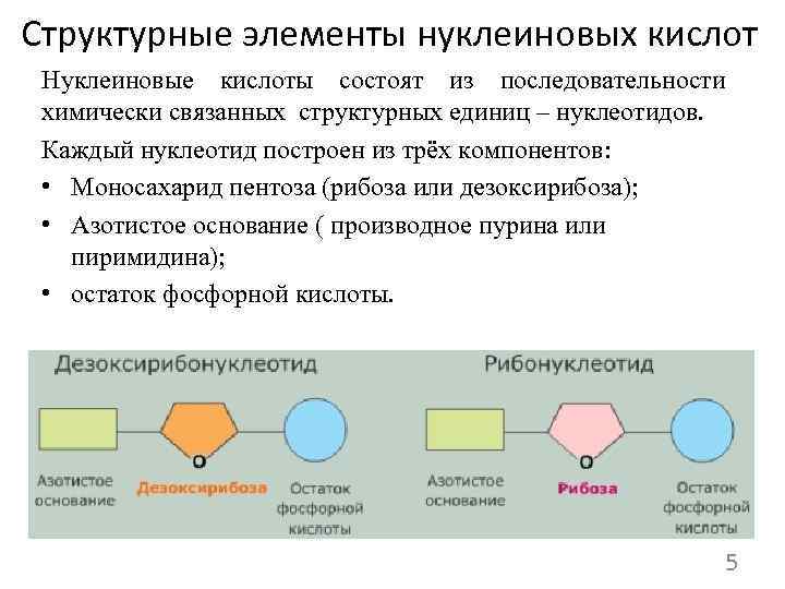 Структурные элементы нуклеиновых кислот Нуклеиновые кислоты состоят из последовательности  химически связанных структурных единиц