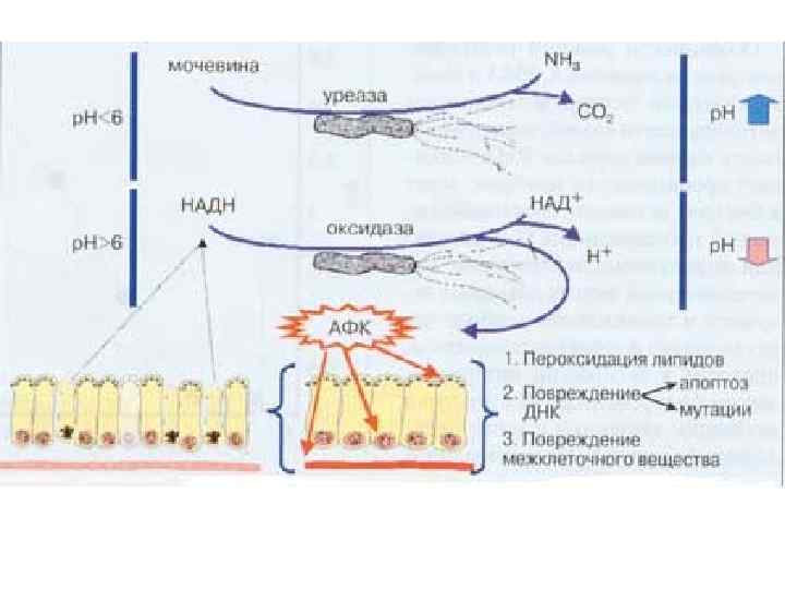 Возможно увеличение продолжительности 1 а А трехкомпонентной терапии, включающей ИПП и кларитромицин, с 7