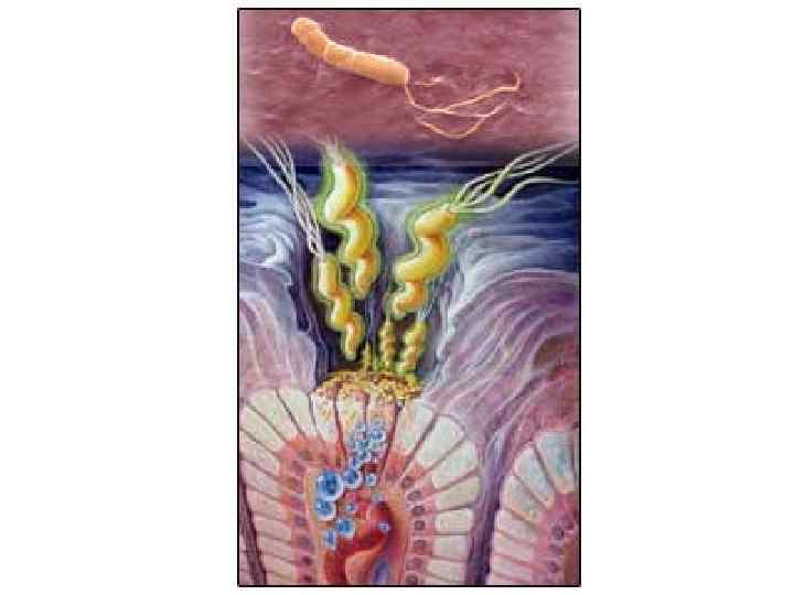 Некоторые пробиотики и пребиотики, используемые в 5 D качестве дополнительных препаратов, демонстрируют многообещающие результаты