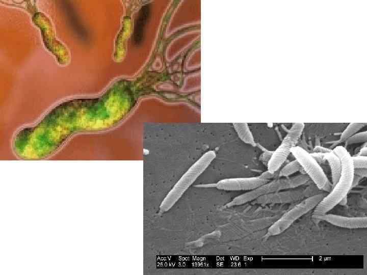 Press Release 3 October 2005 The Nobel Assembly at Karolinska Institutet has today decided