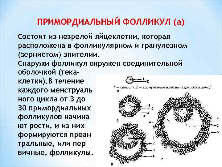  ПРИМОРДИАЛЬНЫЙ ФОЛЛИКУЛ (а) Состоит из незрелой яйцеклетки, которая расположена в фолликулярном и гранулезном