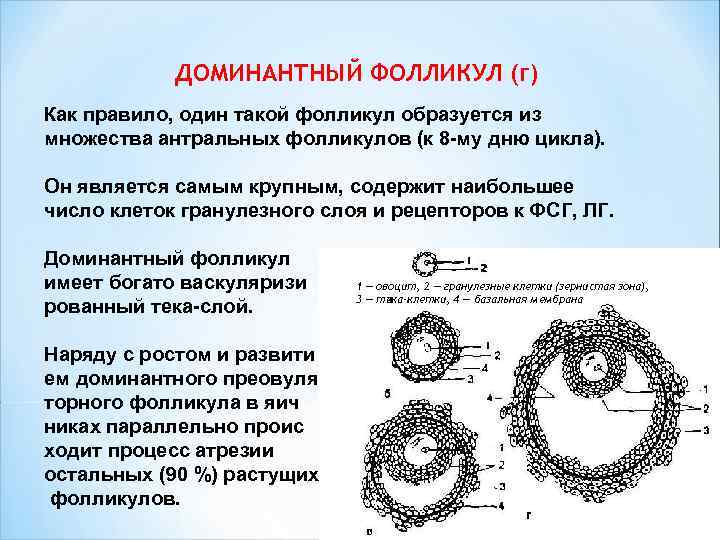  ДОМИНАНТНЫЙ ФОЛЛИКУЛ (г) Как правило, один такой фолликул образуется из множества антральных фолликулов