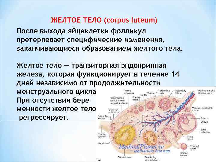  ЖЕЛТОЕ ТЕЛО (corpus luteum) После выхода яйцеклетки фолликул претерпевает специфические изменения, заканчивающиеся образованием