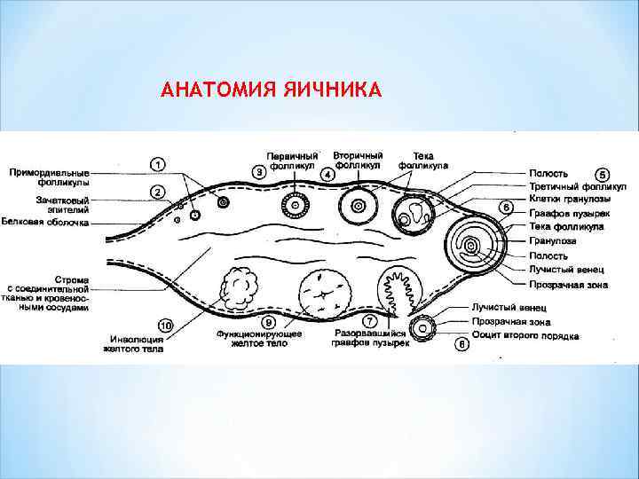 АНАТОМИЯ ЯИЧНИКА 