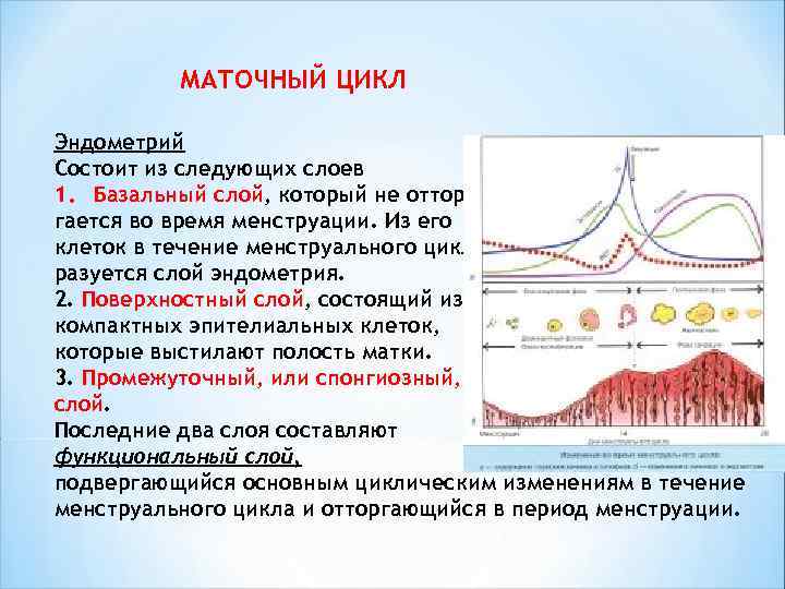  МАТОЧНЫЙ ЦИКЛ Эндометрий Состоит из следующих слоев 1. Базальный слой, который не оттор