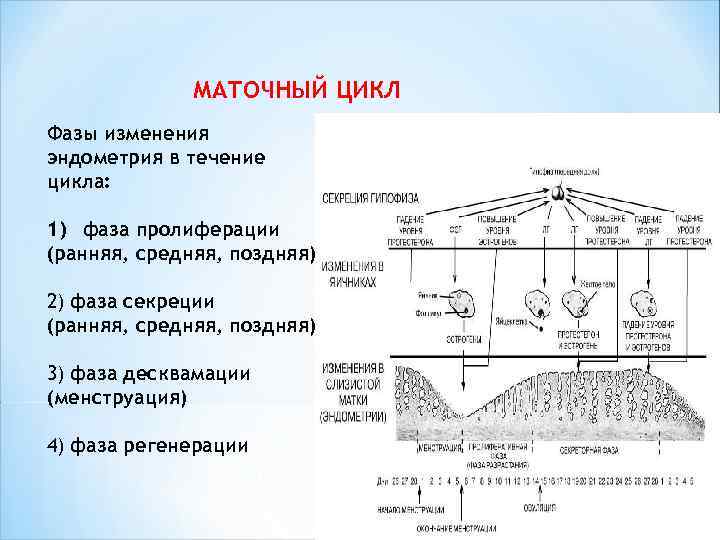  МАТОЧНЫЙ ЦИКЛ Фазы изменения эндометрия в течение цикла: 1) фаза пролиферации (ранняя, средняя,