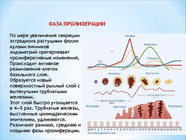  ФАЗА ПРОЛИФЕРАЦИИ По мере увеличения секреции эстрадиола растущими фолли кулами яичников эндометрий претерпевает