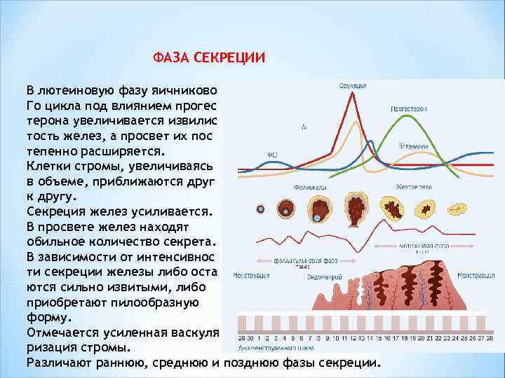  ФАЗА СЕКРЕЦИИ В лютеиновую фазу яичниково Го цикла под влиянием прогес терона увеличивается