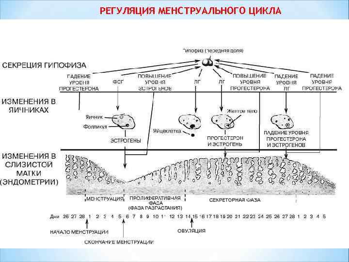 РЕГУЛЯЦИЯ МЕНСТРУАЛЬНОГО ЦИКЛА 