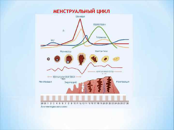 МЕНСТРУАЛЬНЫЙ ЦИКЛ 