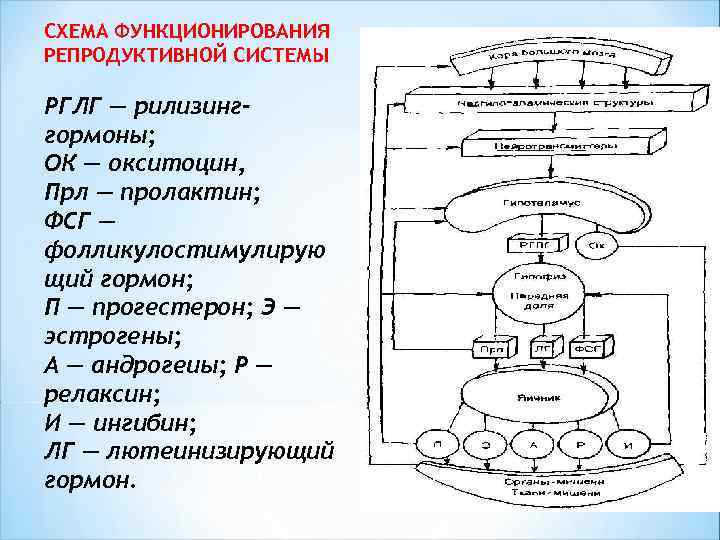 СХЕМА ФУНКЦИОНИРОВАНИЯ РЕПРОДУКТИВНОЙ СИСТЕМЫ РГЛГ — рилизинг- гормоны; ОК — окситоцин, Прл — пролактин;