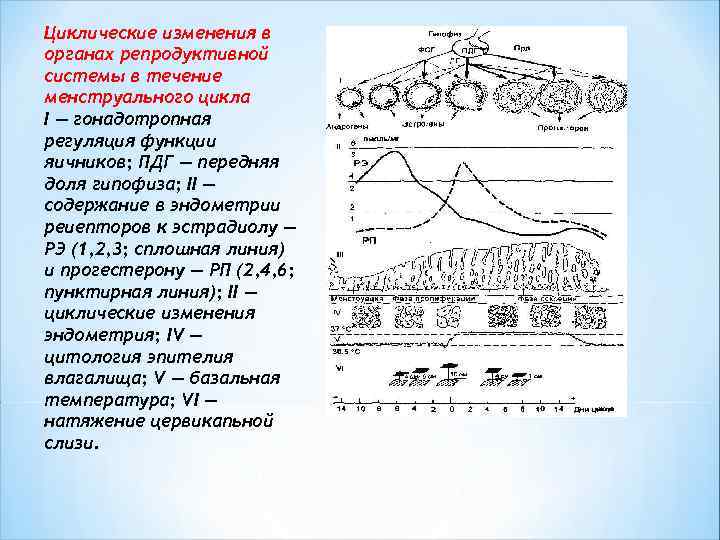 Циклические изменения в органах репродуктивной системы в течение менструального цикла I — гонадотропная регуляция