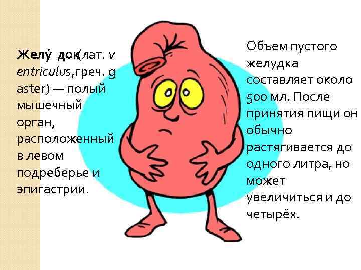 Желу док (лат. v entriculus, греч. g aster) — полый мышечный орган, расположенный в