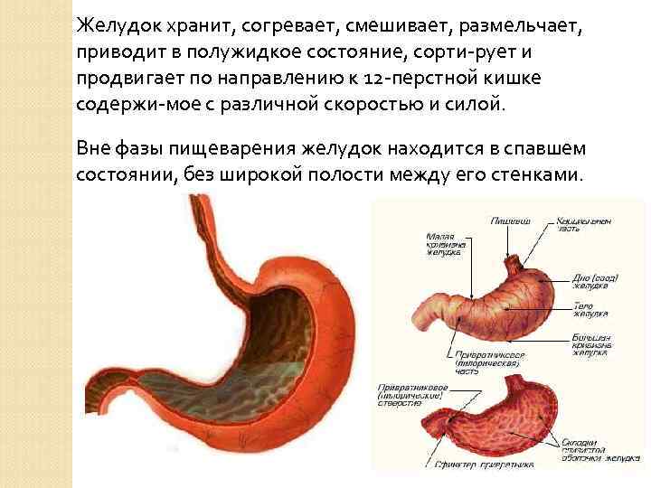 Желудок хранит, согревает, смешивает, размельчает, приводит в полужидкое состояние, сорти рует и продвигает по