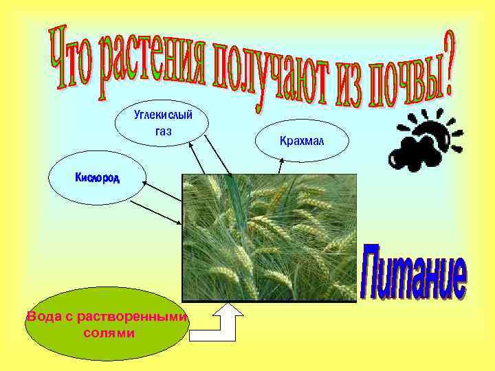 Углекислый газ Кислород Вода с растворенными солями Крахмал 