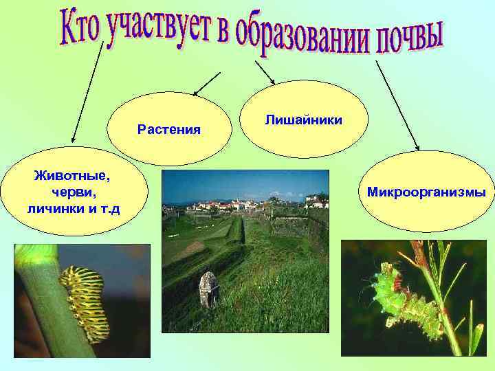 Растения Животные, черви, личинки и т. д Лишайники Микроорганизмы 