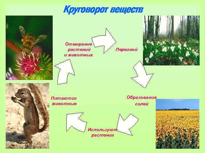 Круговорот веществ Отмирание растений и животных Перегной Образование солей Питаются животные Используют растения 