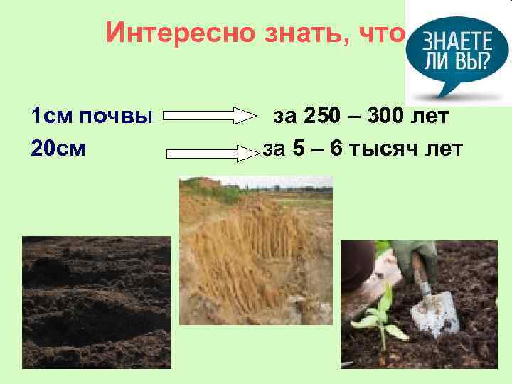 Интересно знать, что 1 см почвы 20 см за 250 – 300 лет за