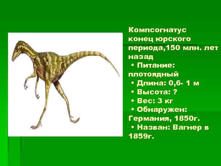 Компсогнатус конец юрского периода, 150 млн. лет назад • Питание: плотоядный • Длина: 0,