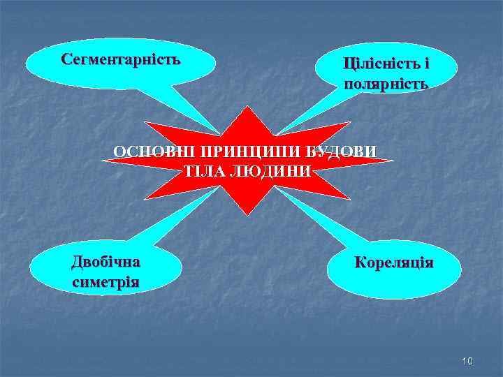 Сегментарність Цілісність і полярність ОСНОВНІ ПРИНЦИПИ БУДОВИ ТІЛА ЛЮДИНИ Двобічна симетрія Кореляція 10 
