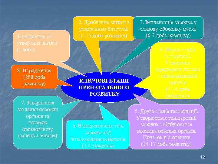 Запліднення та утворення зиготи (1 доба) 8. Народження (280 доба розвитку) 7. Завершення закладки