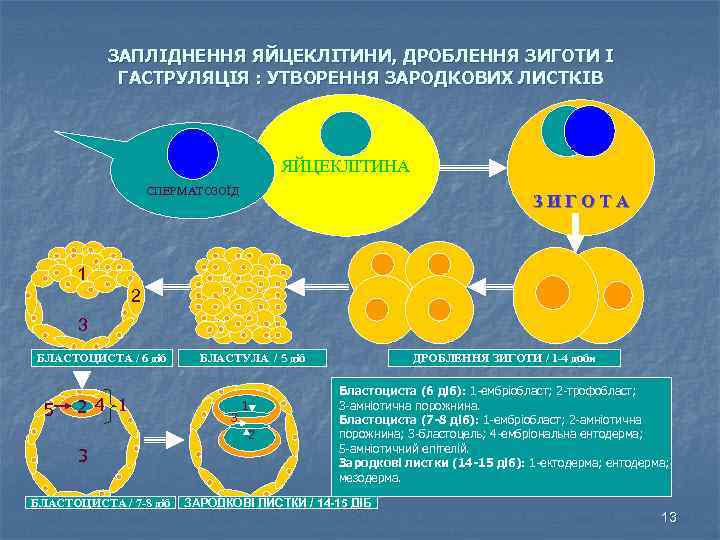ЗАПЛІДНЕННЯ ЯЙЦЕКЛІТИНИ, ДРОБЛЕННЯ ЗИГОТИ І ГАСТРУЛЯЦІЯ : УТВОРЕННЯ ЗАРОДКОВИХ ЛИСТКІВ ЯЙЦЕКЛІТИНА СПЕРМАТОЗОЇД ЗИГОТА 1