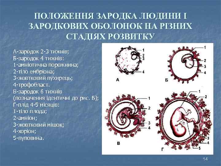 ПОЛОЖЕННЯ ЗАРОДКА ЛЮДИНИ І ЗАРОДКОВИХ ОБОЛОНОК НА РІЗНИХ СТАДІЯХ РОЗВИТКУ А-зародок 2 -3 тижнів;