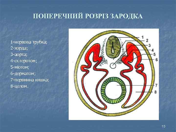 ПОПЕРЕЧНИЙ РОЗРІЗ ЗАРОДКА 1 -нервова трубка; 2 -хорда; 3 -аорта; 4 -склеротом; 5 -міотом;