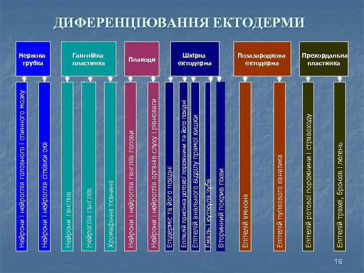 Епітелій трахеї, бронхів і легень Позазародкова ектодерма Епітелій ротової порожнини і стравоходу Епітелій пупкового