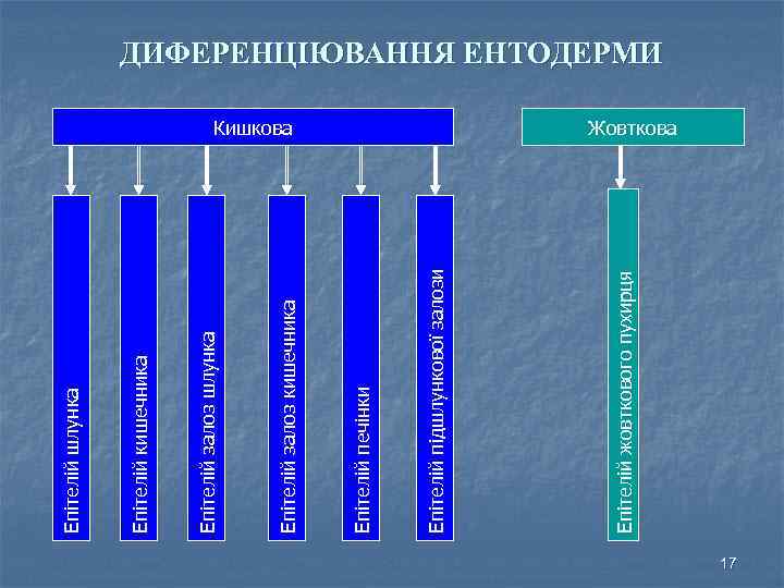 Кишкова Епітелій жовткового пухирця Епітелій підшлункової залози Епітелій печінки Епітелій залоз кишечника Епітелій залоз